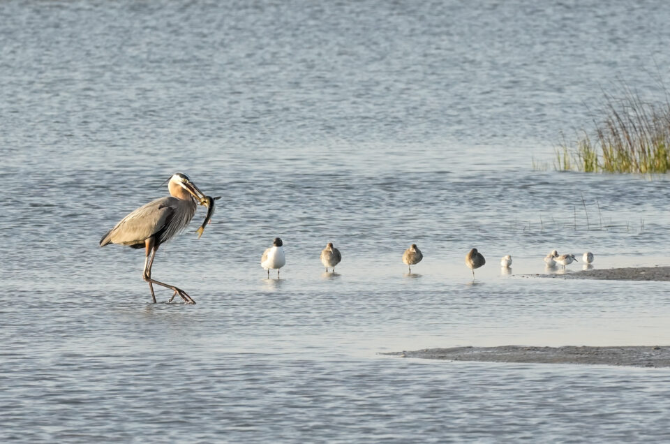 Blue Heron with Fish Series full screen 3