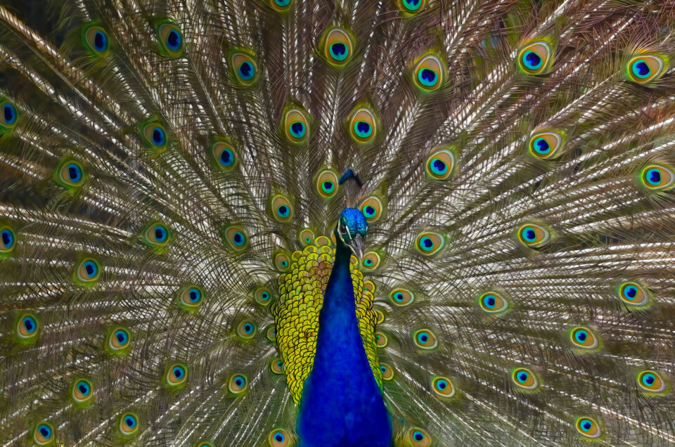 Peacock Full Screen