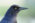 Great-tailed Grackle