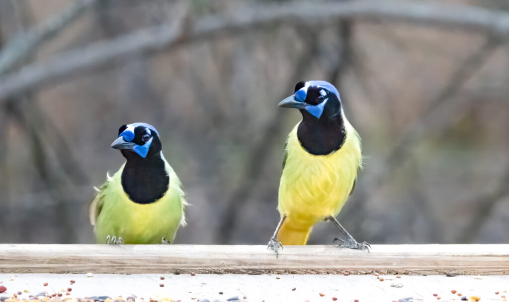 Green Jay