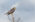 Northern Apolmado Falcon