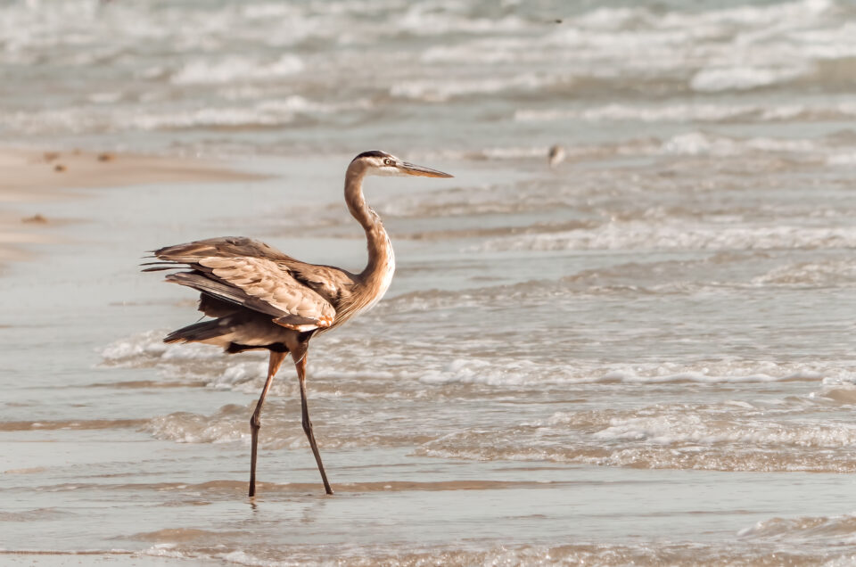 Blue Heron Wild Thing 1