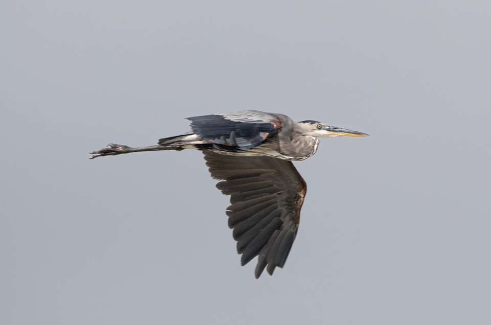 Blue Heron Flying